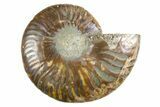 Cut & Polished Ammonite Fossil (Half) - Deep Crystal Pockets #346002-1